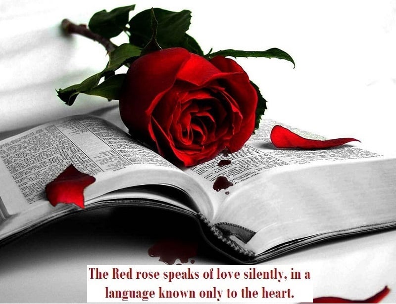 Free Happy Rose Day 2015 Message Images Online