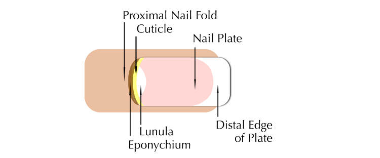Time for Some Cuticle Care: How to Trim Cuticles