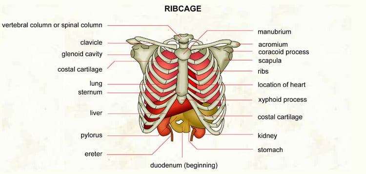 Picture Of Organs Under Rib Cage Sciencetopic