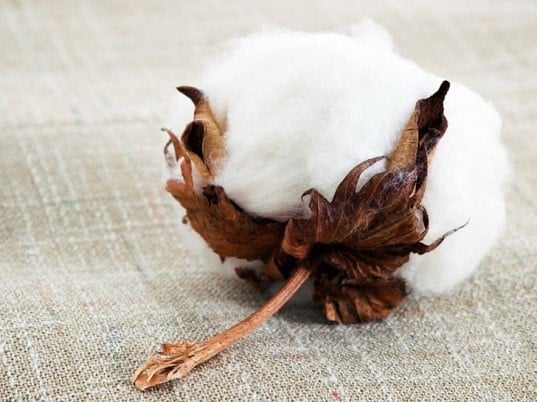 famous organic cotton