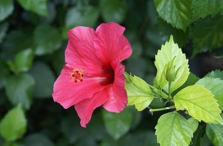 Hibiscus leaves