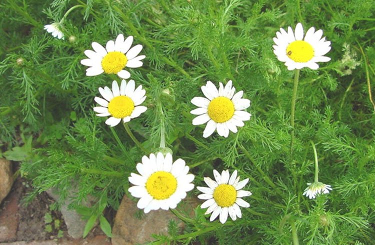 Chamomile leaves