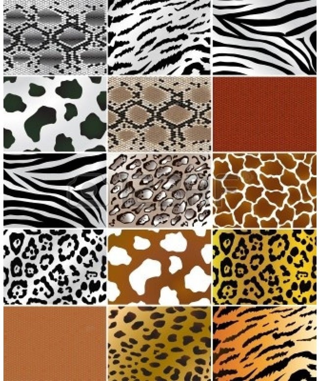 Different Types of Animal Prints