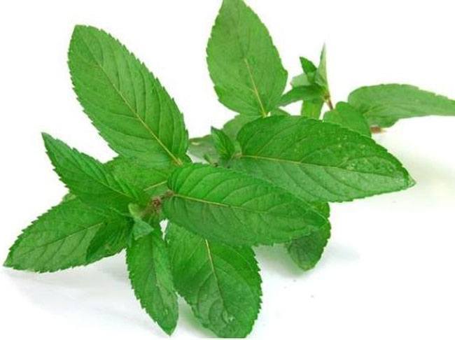 Mint for Acidity