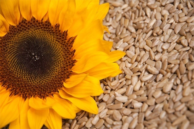 sunflower-seeds