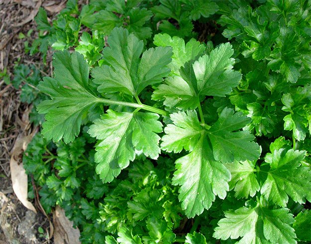 Parsley