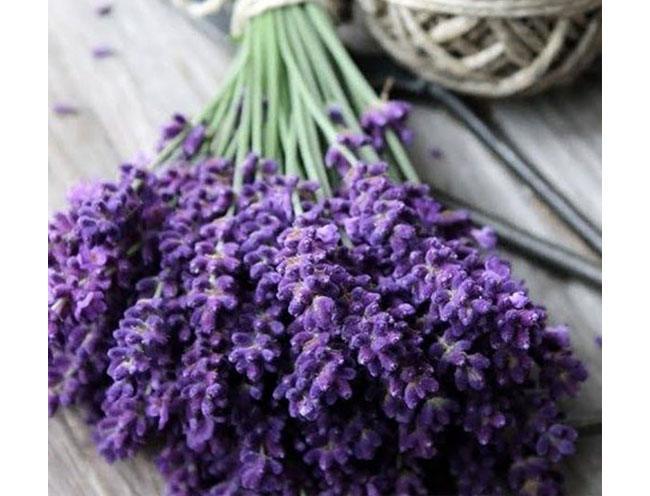 LAVENDER