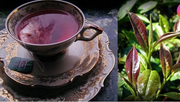 Purple Tea – The Royal, Distinguished & Healthy Brew