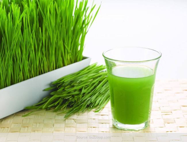 Wheatgrass