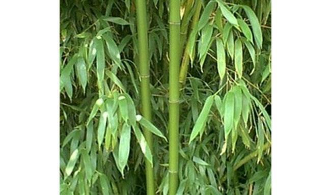 Bamboo Leaf