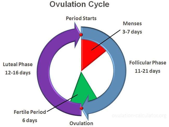 Ovulation