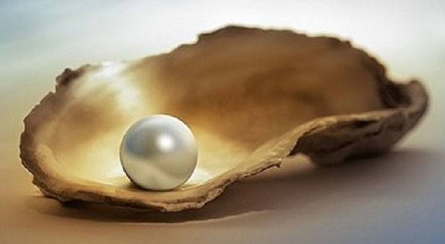 pearl oyster