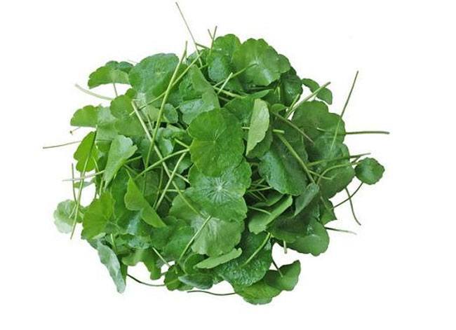 Gotu Kola or centella