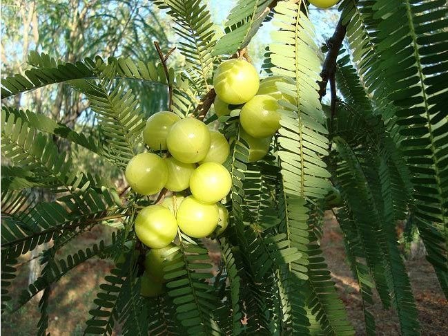 The Magic of Indian Gooseberry