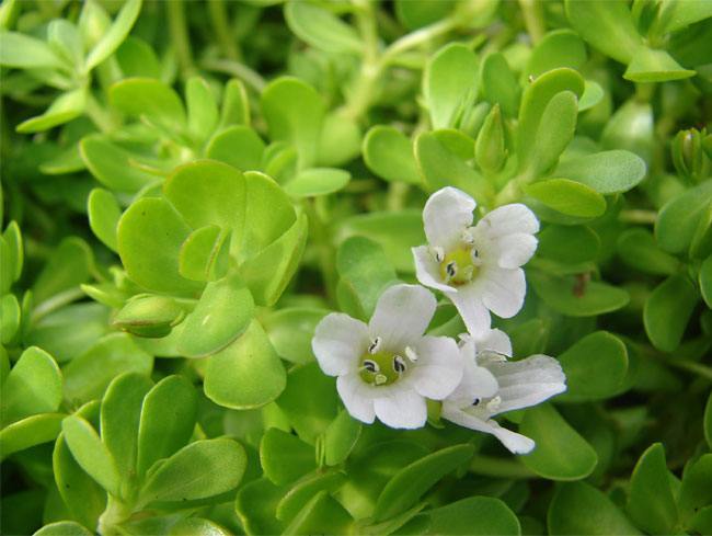 Bacopa as Natural Medicine For Memory Loss