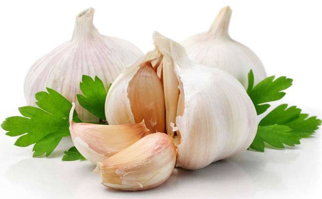 Garlic