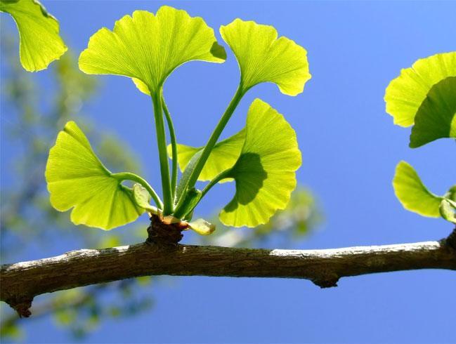 Gingko as Natural Medicine For Memory Loss