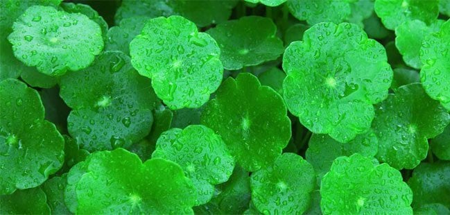 Gotu kola as Natural Medicine For Memory Loss