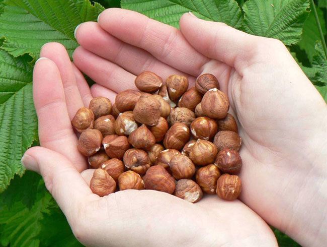 Hazelnuts incresses Immunity