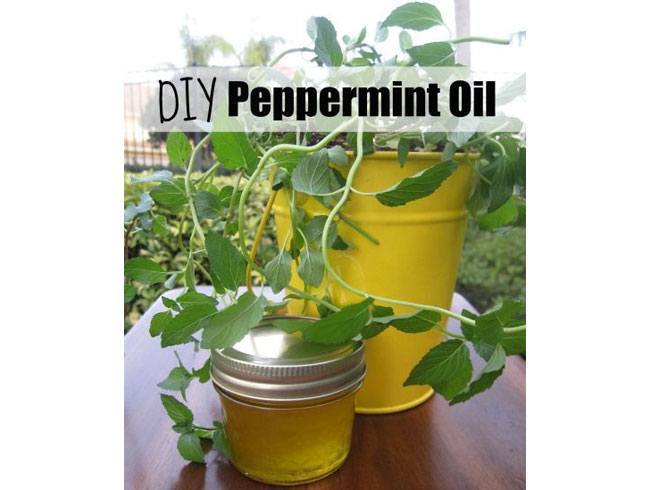 Peppermint essential oil