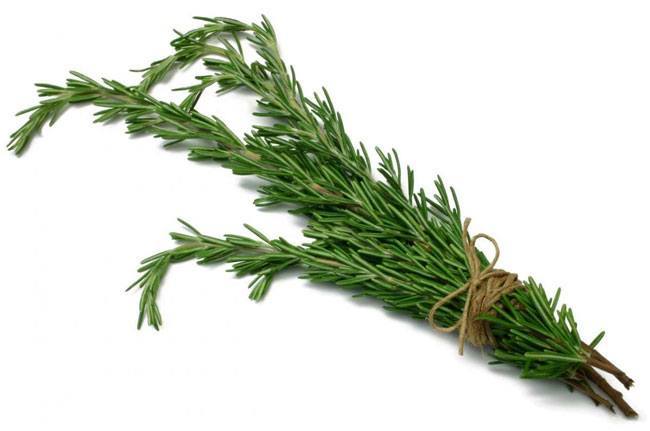 Rosemary as Natural Medicine For Memory Loss