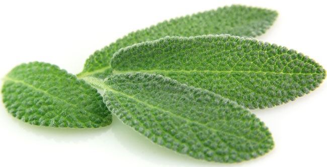 Sage as Natural Medicine For Memory Loss