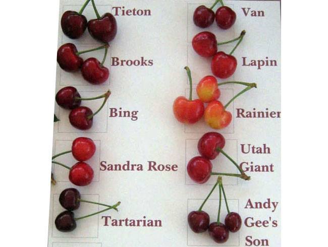 Health Benefits Of Cherries 