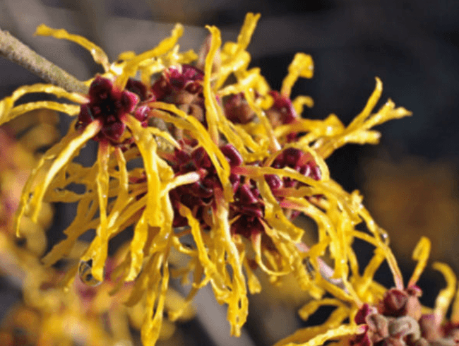 vaginal tighten walls remedies witch hazel wikimedia source
