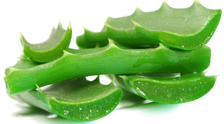 Aloe Vera For Back Acne