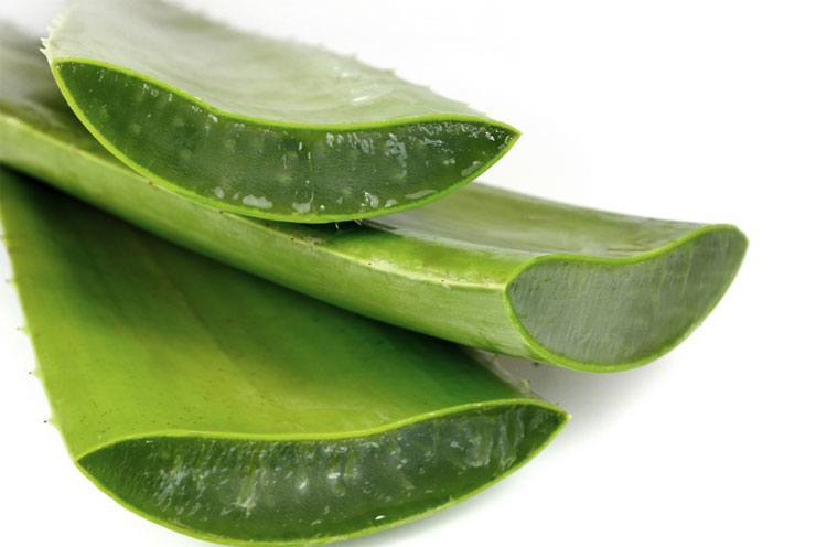 Aloe Vera Masks For Dry Hair