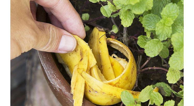 Banana Compost Banana Compost