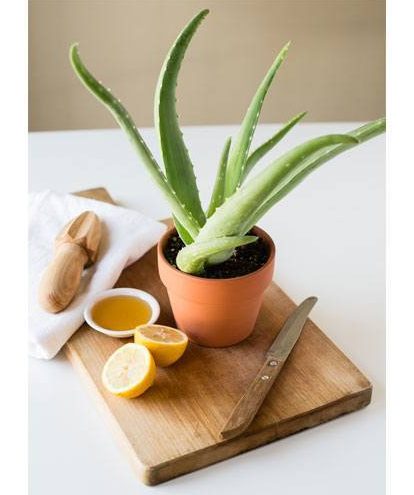 Homemade Aloe vera and lemon Toners