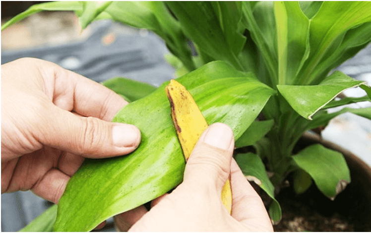 Rub with Banana Peel for plants shine