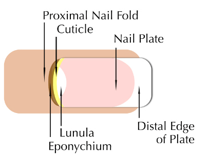 Cuticle Care Tips Cuticle Care Tips