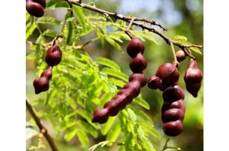 How to Make Shikakai for Hair growth