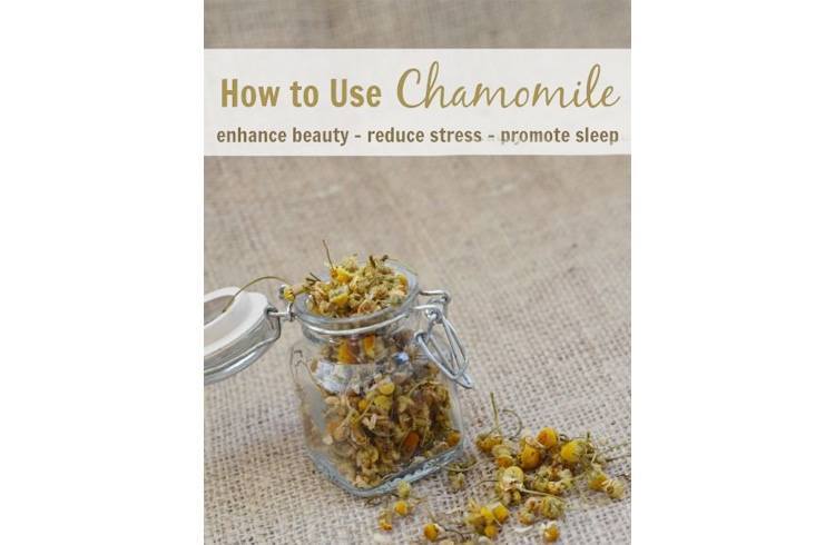 Benefits of chamomile