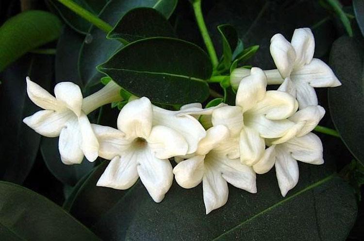 jasmine flower for skin
