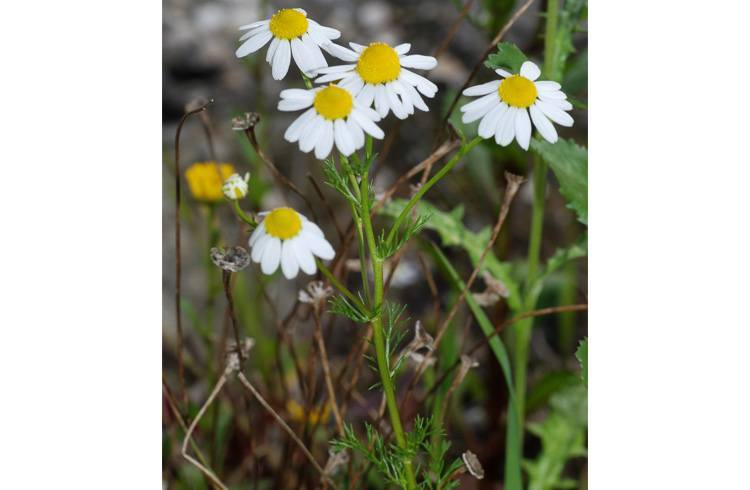 Use of Chamomile