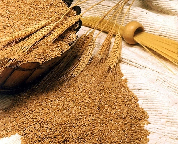 Durum Wheat 