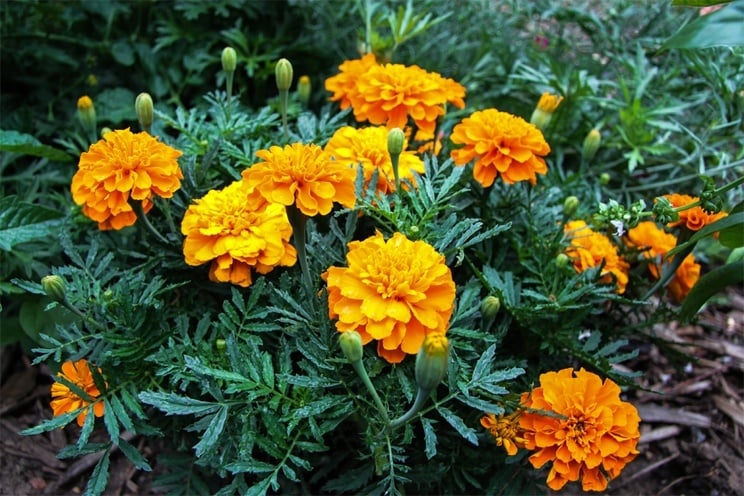 Home Remedies Using Marigold