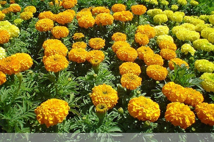 marigold flower for beauty