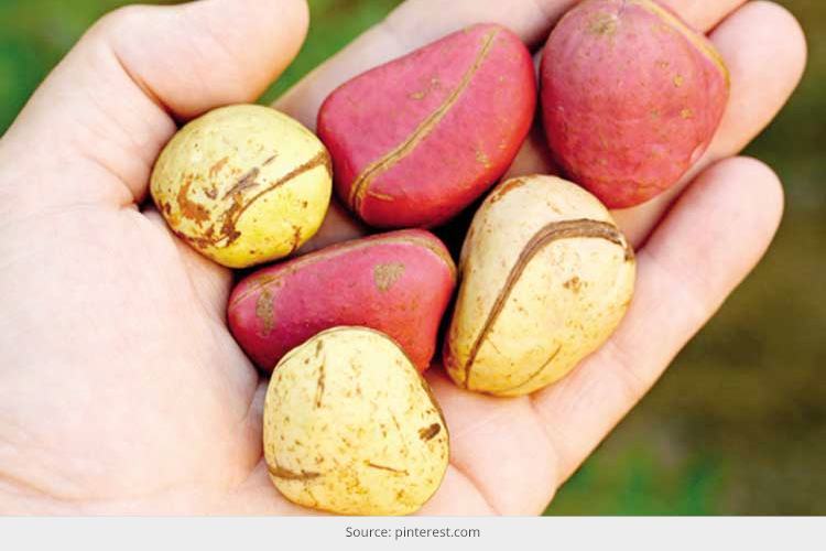 Kola Nut Health Benefits