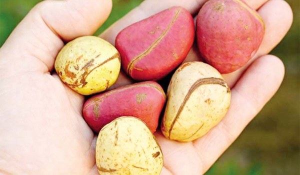 kola nut benefits