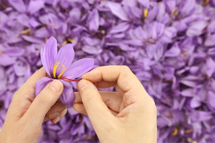 Saffron benefits for skin