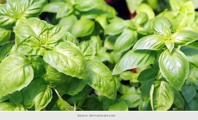 7 Wondrous Tulsi Face Pack Benefits For Skin | Indian Fashion Blog ...