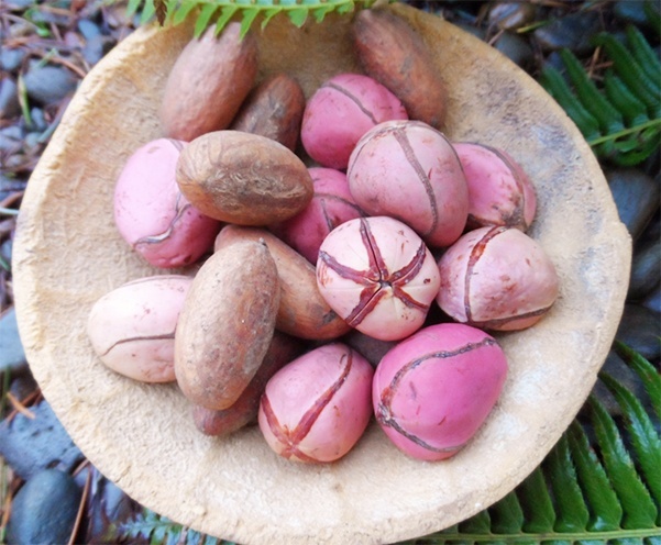 Symptoms kola nut side effect