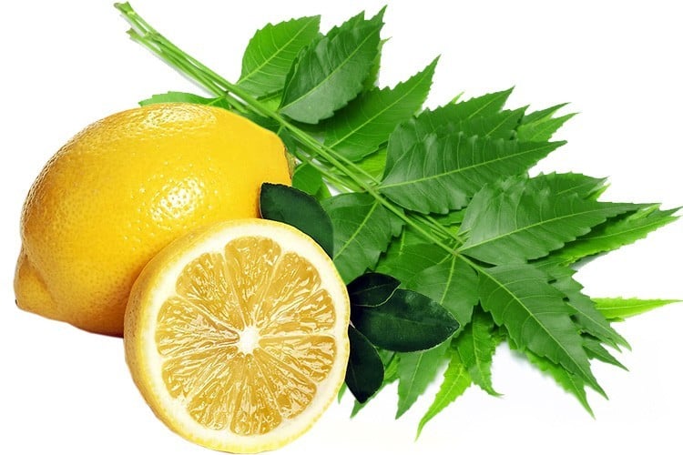 Lemon and Neem leaves