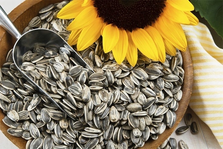 Sunflower seeds