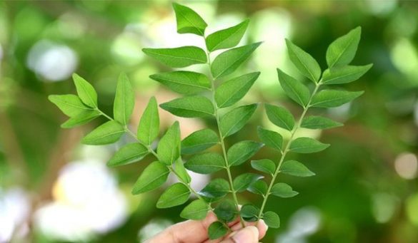 Curry Leaves For Hair