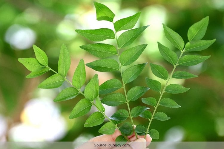 Curry Leaves For Hair